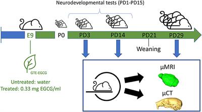 Multimodal in vivo Imaging of the Integrated Postnatal Development of Brain and Skull and Its Co-modulation With Neurodevelopment in a Down Syndrome Mouse Model